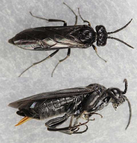 Cladardis elongatula